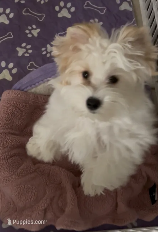 Hold PARTI FEMALE – Yorkshire Terrier puppy for sale in Palm Springs, CA
