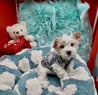 Teddy Bear Face Parti, a female Yorkshire Terrier for sale in Palm Springs, CA – Photo 4 of 10