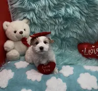 White Gold Parti Girl, a female Yorkshire Terrier for sale in Palm Springs, CA – Photo 4 of 10