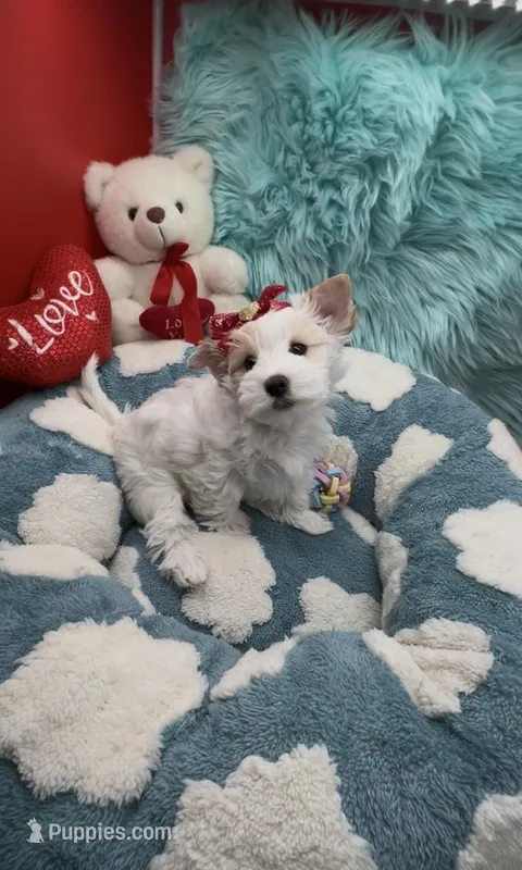 Teddy Bear Face Parti – Yorkshire Terrier puppy for sale in Palm Springs, CA