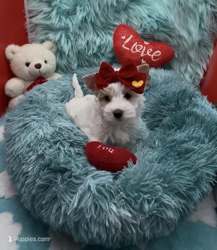 White Gold Parti Girl – Yorkshire Terrier puppy for sale in Palm Springs, CA