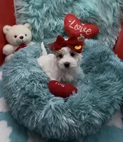 White Gold Parti Girl, a female Yorkshire Terrier for sale in Palm Springs, CA – Photo 2 of 9