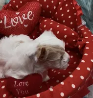 White Gold Parti Girl, a female Yorkshire Terrier for sale in Palm Springs, CA – Photo 8 of 10