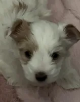 White Parti Girl, a female Yorkshire Terrier for sale in Palm Springs, CA – Photo 3 of 5