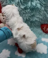 White Gold Parti Girl, a female Yorkshire Terrier for sale in Palm Springs, CA – Photo 6 of 10