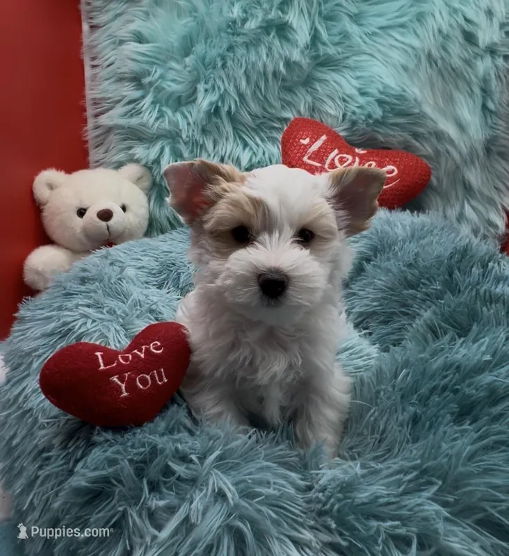 White Gold Parti Girl, a female Yorkshire Terrier for sale in Palm Springs, CA – Photo 1 of 9