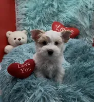 White Gold Parti Girl, a female Yorkshire Terrier for sale in Palm Springs, CA – Photo 1 of 9