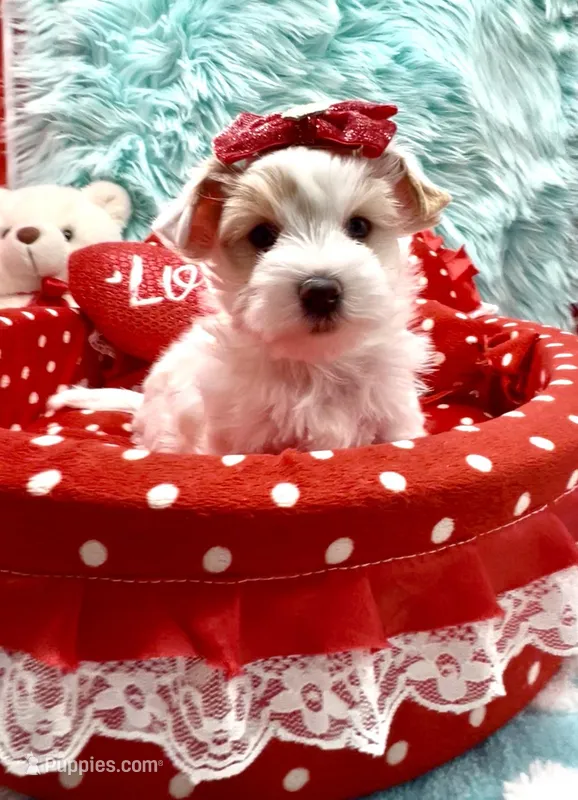White Parti Girl – Yorkshire Terrier puppy for sale in Palm Springs, CA