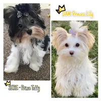 White Gold Parti Girl, a female Yorkshire Terrier for sale in Palm Springs, CA – Photo 9 of 10