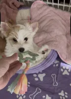 White Parti, a female Yorkshire Terrier for sale in Palm Springs, CA – 3 of 10