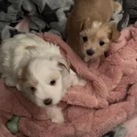 White Parti Girl, a female Yorkshire Terrier for sale in Palm Springs, CA – Photo 2 of 5