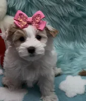 White Gold Parti Girl, a female Yorkshire Terrier for sale in Palm Springs, CA – Photo 2 of 10