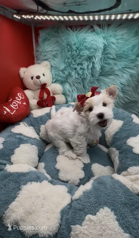Teddy Bear Face Parti – Yorkshire Terrier puppy for sale in Palm Springs, CA