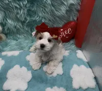 White Gold Parti Girl, a female Yorkshire Terrier for sale in Palm Springs, CA – Photo 1 of 10