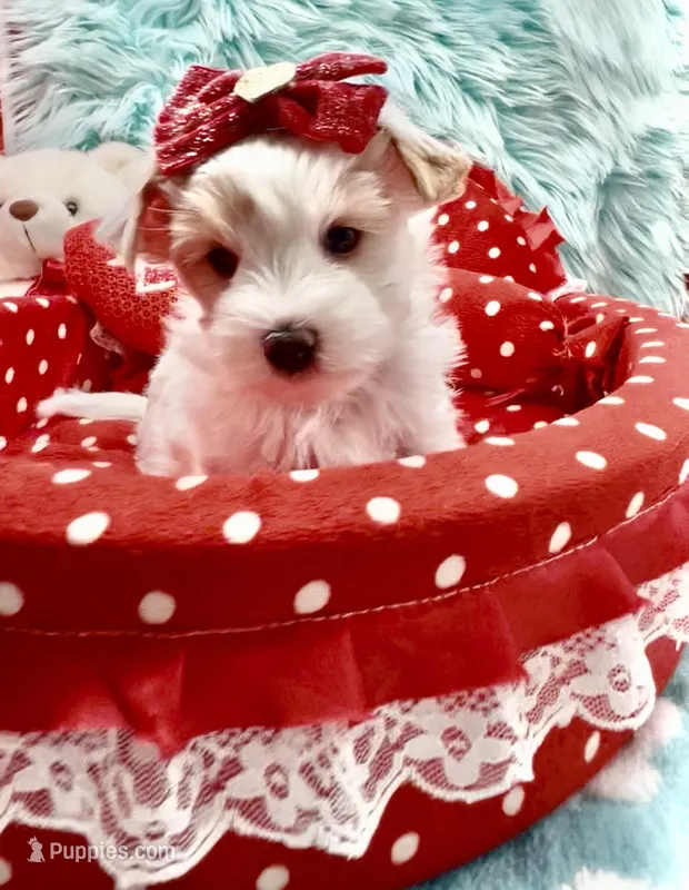 White Parti Girl – Yorkshire Terrier puppy for sale in Palm Springs, CA
