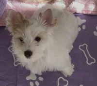 White Parti, a female Yorkshire Terrier for sale in Palm Springs, CA – 4 of 10