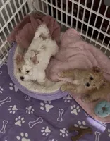 White Parti, a female Yorkshire Terrier for sale in Palm Springs, CA – 5 of 10