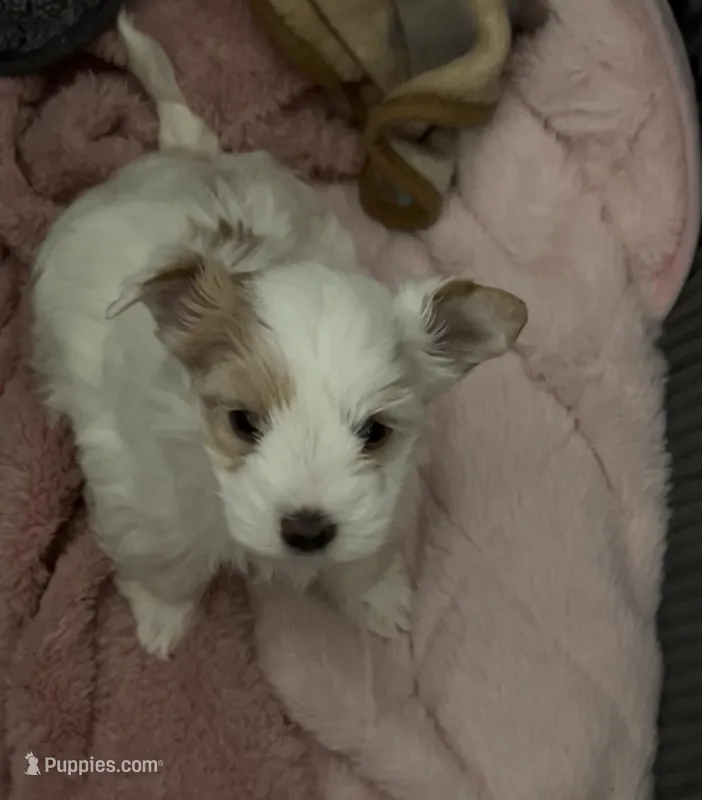 White Parti Girl – Yorkshire Terrier puppy for sale in Palm Springs, CA