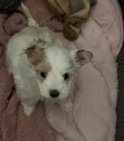 White Parti Girl, a female Yorkshire Terrier for sale in Palm Springs, CA – Photo 1 of 5