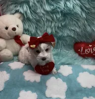 White Gold Parti Girl, a female Yorkshire Terrier for sale in Palm Springs, CA – Photo 3 of 10