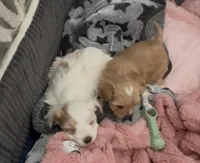 White Parti Girl, a female Yorkshire Terrier for sale in Palm Springs, CA – Photo 4 of 5