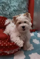 SNOW PARTI FEMALE, a female Yorkshire Terrier for sale in Palm Springs, CA – 2 of 10