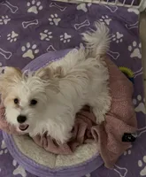 Hold PARTI FEMALE, a female Yorkshire Terrier for sale in Palm Springs, CA – 3 of 10