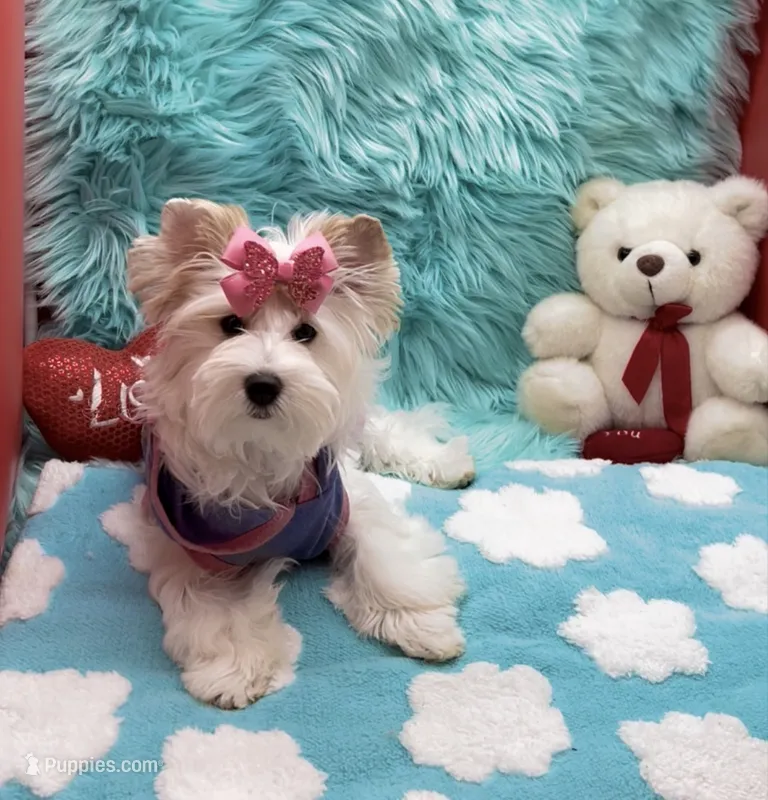 SNOW PARTI FEMALE – Yorkshire Terrier puppy for sale in Palm Springs, CA