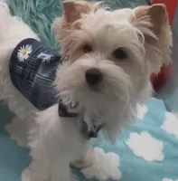 SNOW PARTI FEMALE, a female Yorkshire Terrier for sale in Palm Springs, CA – 3 of 10