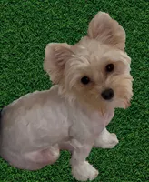 Raya, a female Yorkshire Terrier for sale in Palm Springs, CA – 2 of 7