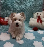 SNOW PARTI FEMALE, a female Yorkshire Terrier for sale in Palm Springs, CA – 7 of 10