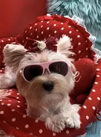 Raya, a female Yorkshire Terrier for sale in Palm Springs, CA – 3 of 7