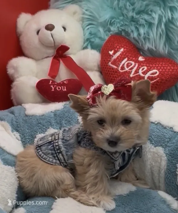 Golden Teddy Bear Face – Yorkshire Terrier puppy for sale in Palm Springs, CA