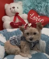 Golden Teddy Bear Face, a female Yorkshire Terrier for sale in Palm Springs, CA – 1 of 9