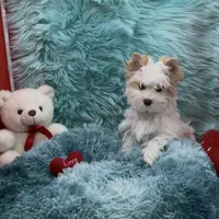 SMALL PARTI BOY, a male Yorkshire Terrier for sale in Palm Springs, CA – Photo 8 of 10