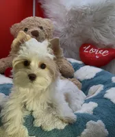 SMALL PARTI BOY, a male Yorkshire Terrier for sale in Palm Springs, CA – Photo 4 of 10