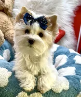 SMALL PARTI BOY, a male Yorkshire Terrier for sale in Palm Springs, CA – Photo 1 of 10