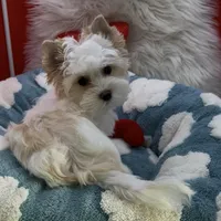 SMALL PARTI BOY, a male Yorkshire Terrier for sale in Palm Springs, CA – Photo 2 of 10