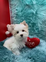 SMALL PARTI BOY, a male Yorkshire Terrier for sale in Palm Springs, CA – Photo 3 of 10