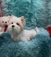 SMALL PARTI BOY, a male Yorkshire Terrier for sale in Palm Springs, CA – Photo 5 of 10