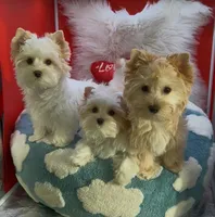 SMALL PARTI BOY, a male Yorkshire Terrier for sale in Palm Springs, CA – Photo 6 of 10