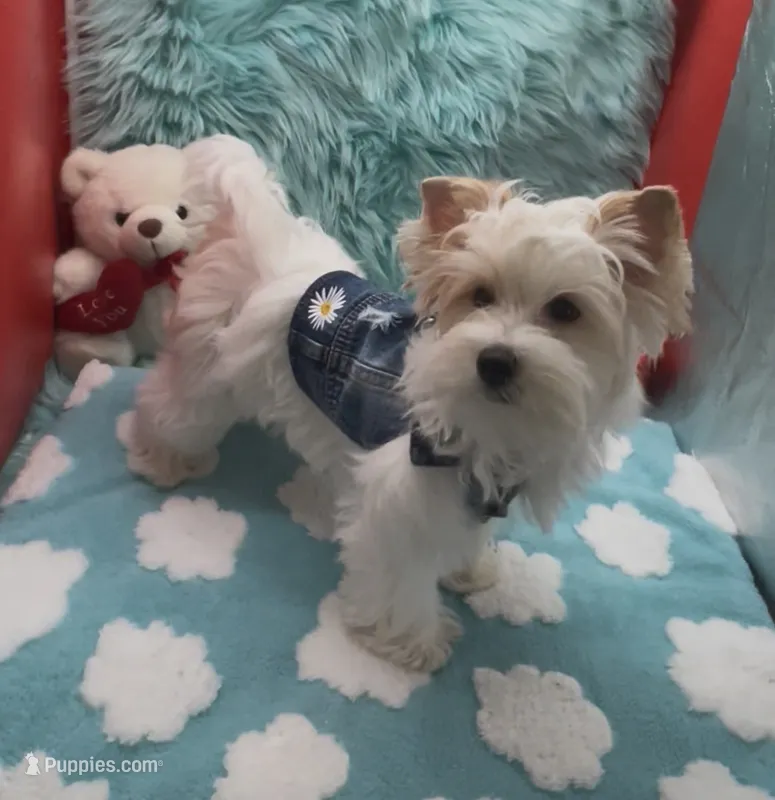 PARTI BEAUTY – Yorkshire Terrier puppy for sale in Palm Springs, CA