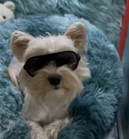 Raya, a female Yorkshire Terrier for sale in Palm Springs, CA – 6 of 7