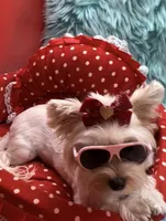 Raya, a female Yorkshire Terrier for sale in Palm Springs, CA – 4 of 7