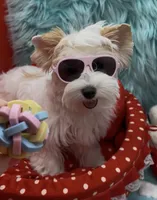 SNOW PARTI FEMALE, a female Yorkshire Terrier for sale in Palm Springs, CA – 4 of 10