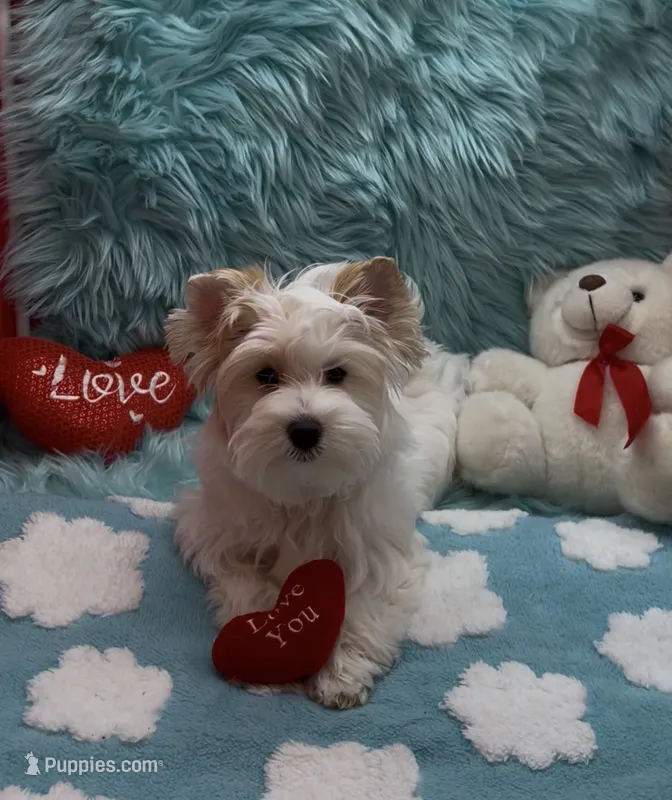 SNOW PARTI FEMALE – Yorkshire Terrier puppy for sale in Palm Springs, CA