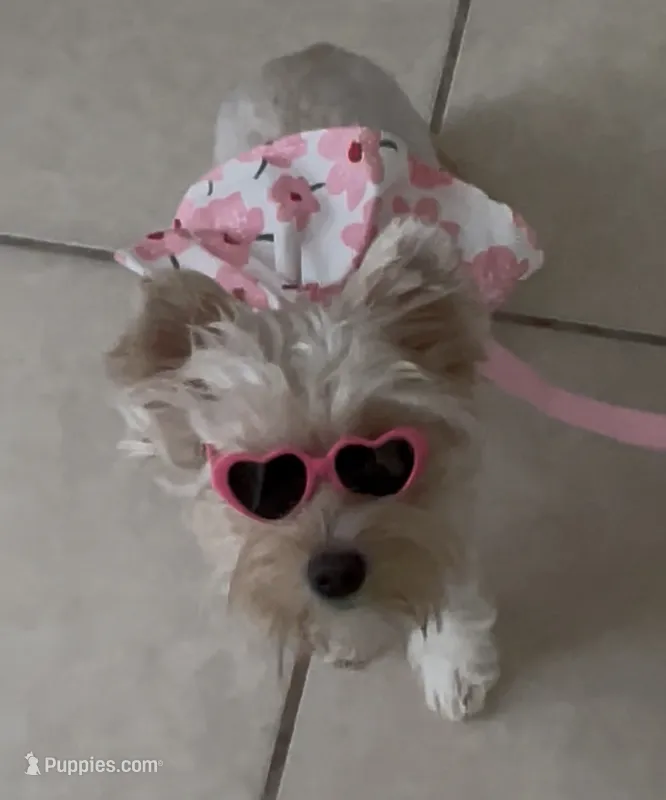 Raya – Yorkshire Terrier puppy for sale in Palm Springs, CA