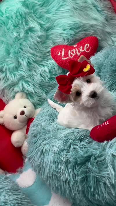Rare Exotic Snow , a female Yorkshire Terrier for sale in Palm Springs, CA – 6 of 7