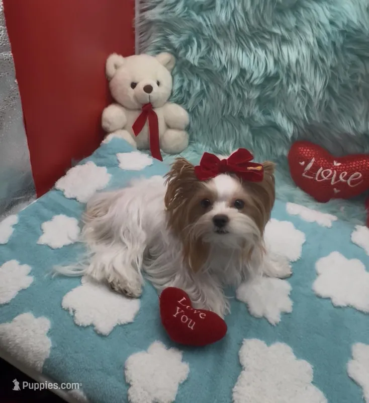 Rare Red Parti 3 lbs – Yorkshire Terrier puppy on hold in Palm Springs, CA