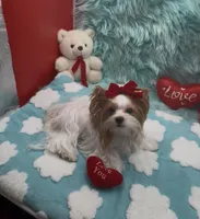 Rare Red Parti 3 lbs, a female Yorkshire Terrier for sale in Palm Springs, CA – Photo 2 of 10